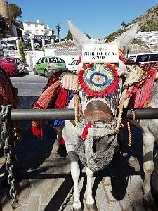 2018 06 09 au 10 HOMMAGE A NOTRE DAME DE SANTA CRUZ A DALIAS(ALMERIA)  (109)